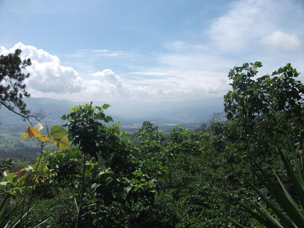 Green Mountain And Lodge Turrialba Dış mekan fotoğraf