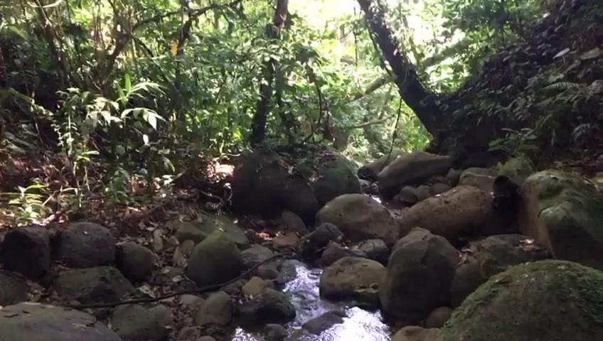 Green Mountain And Lodge Turrialba Dış mekan fotoğraf